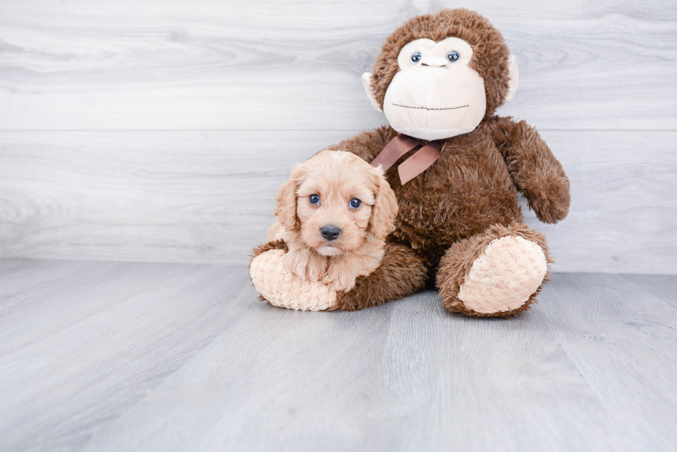 Best Cavapoo Baby