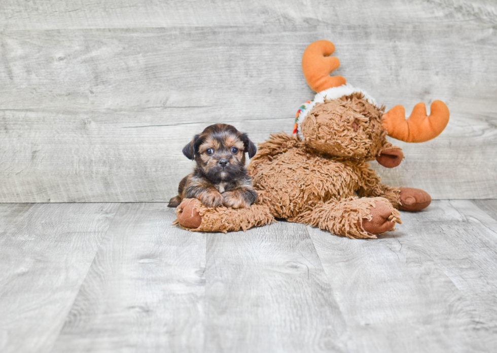 Shorkie Pup Being Cute