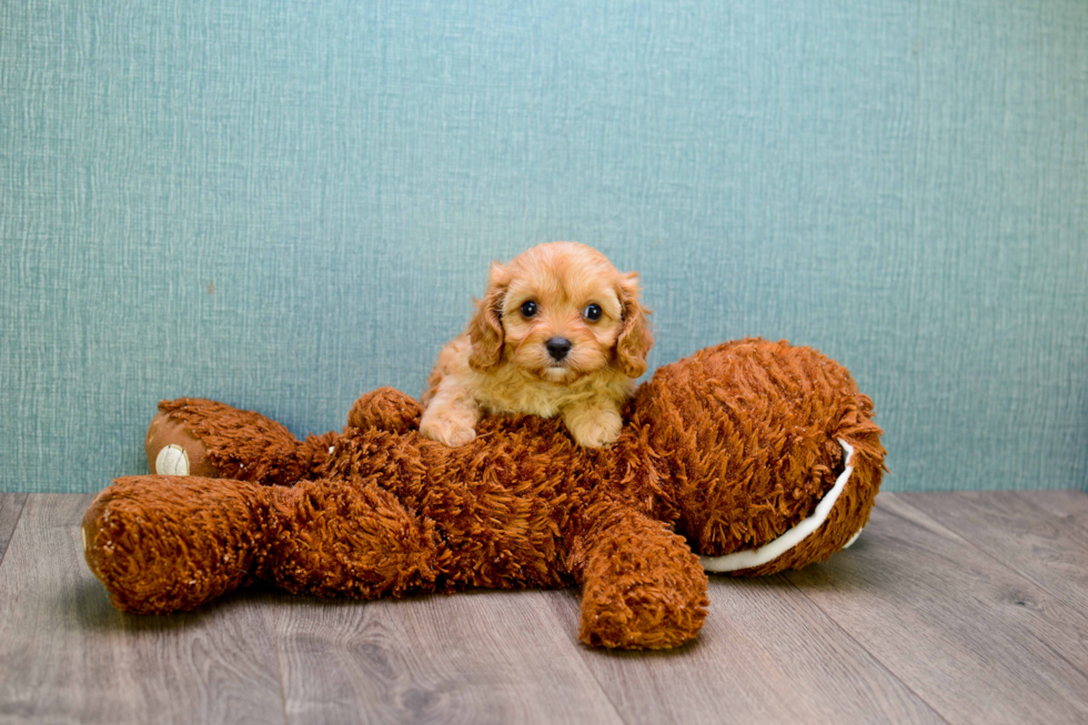 Cavapoo Pup Being Cute