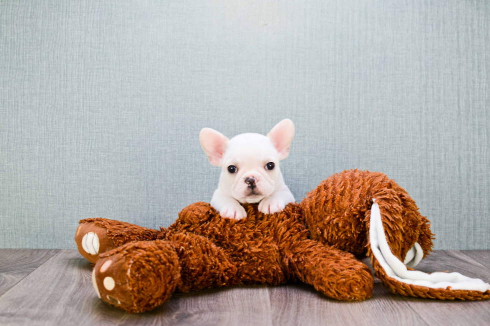 French Bulldog Puppy for Adoption