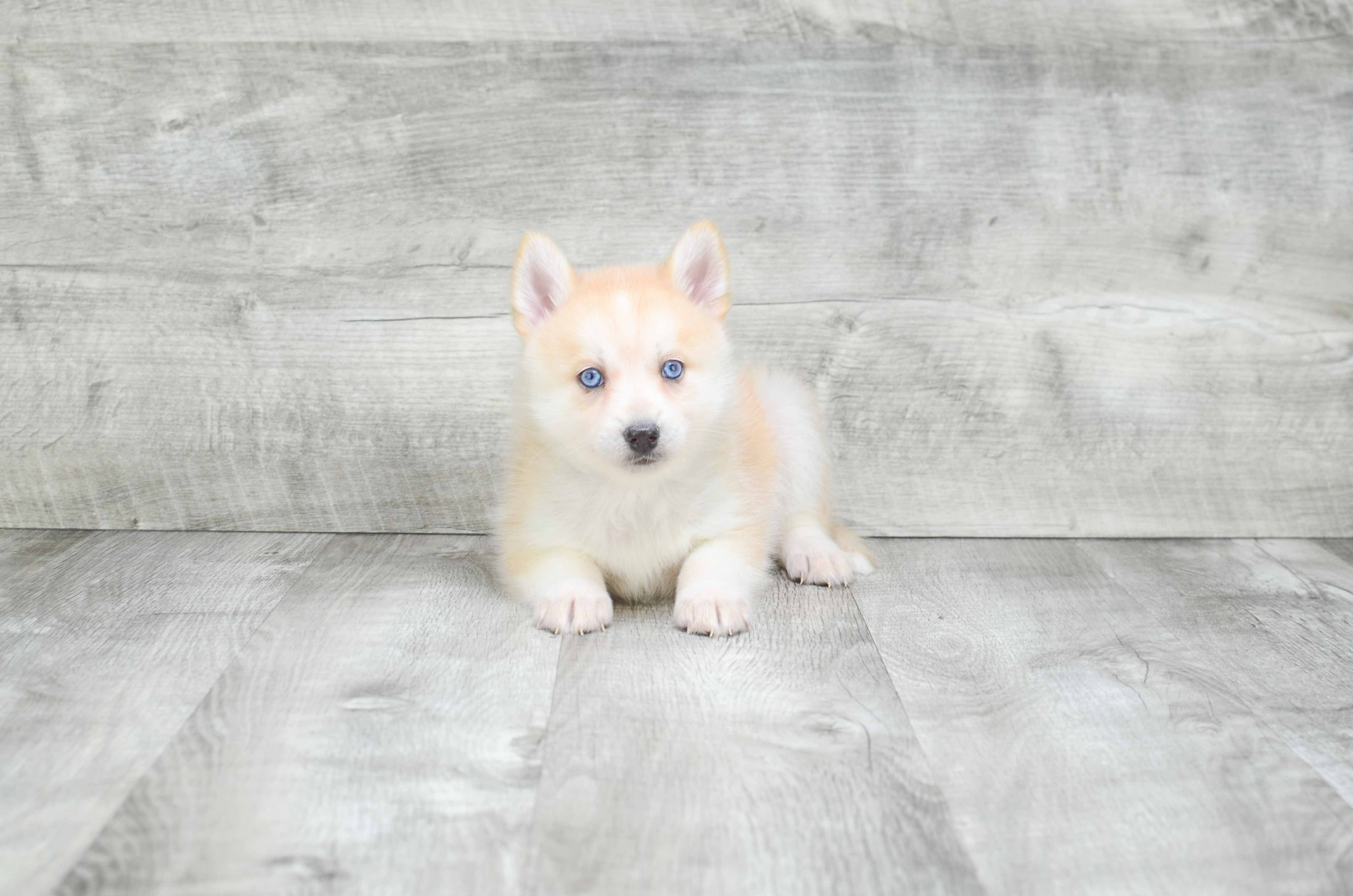 Pomsky Puppy for Adoption