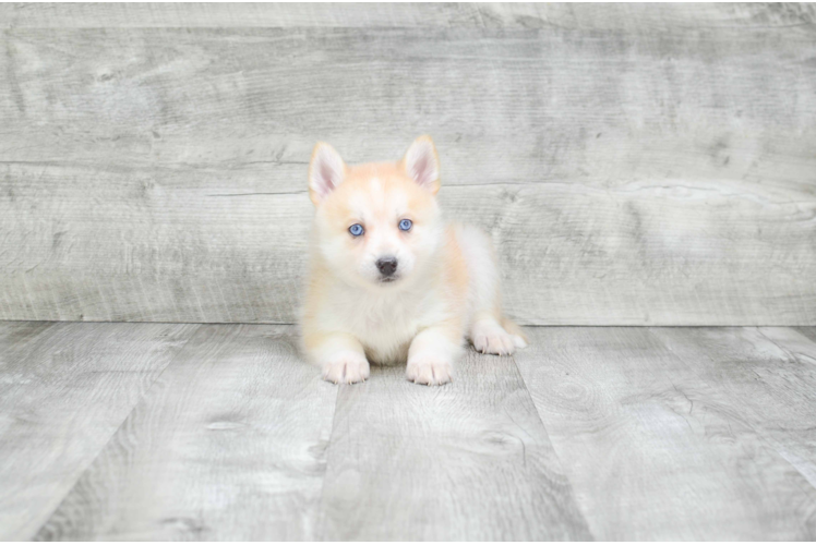 Pomsky Puppy for Adoption