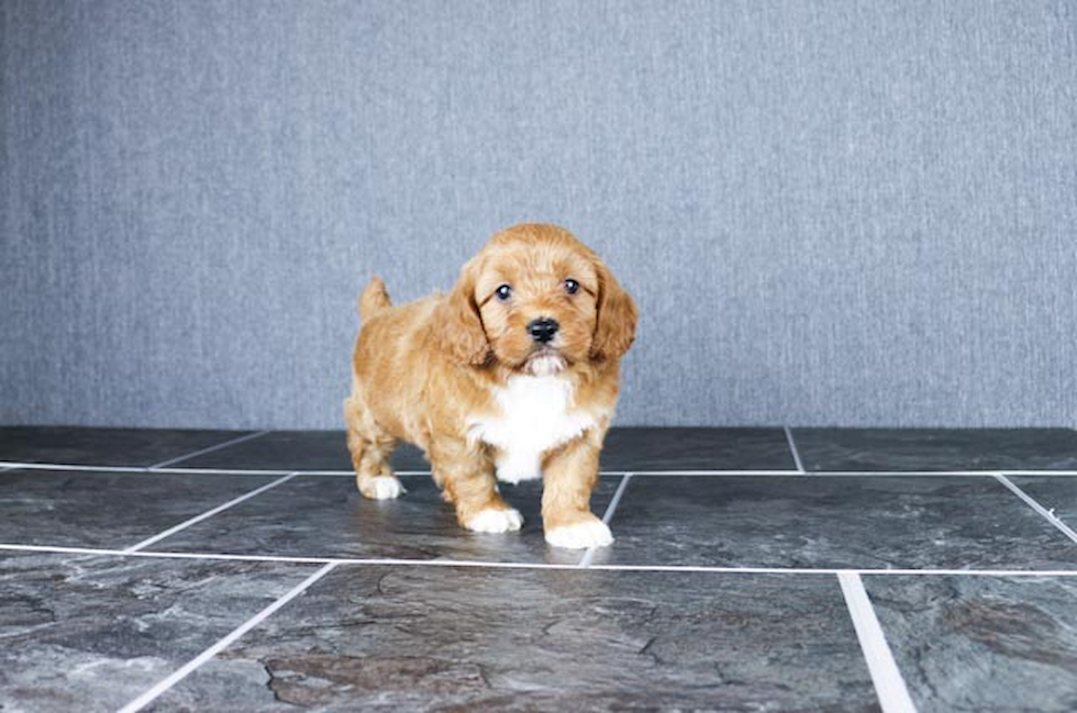 Fluffy Cavapoo Poodle Mix Pup