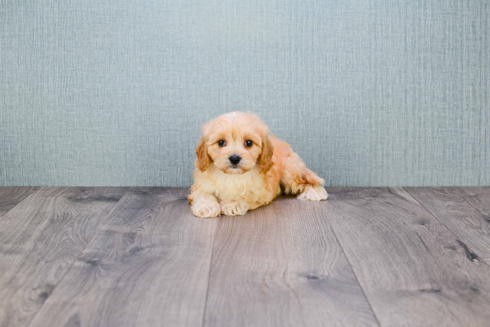 Smart Cavapoo Poodle Mix Pup