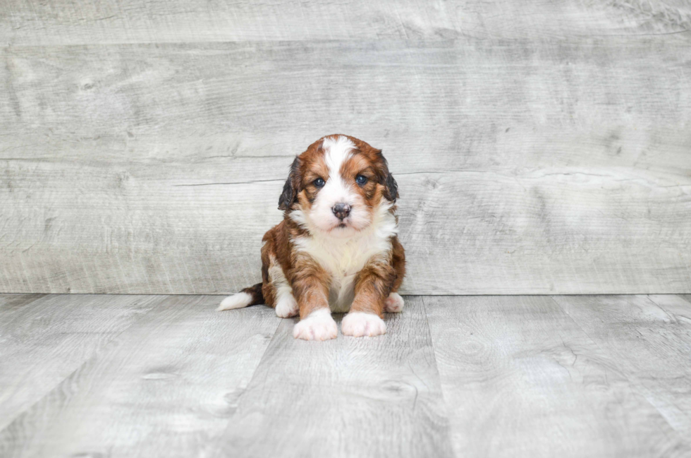 Best Mini Bernedoodle Baby