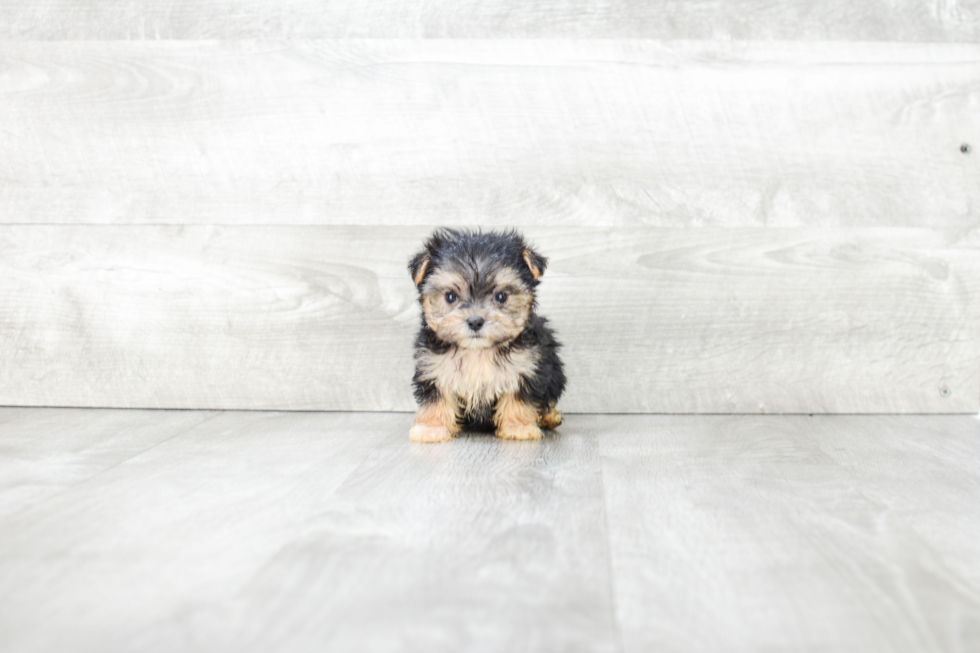 Morkie Puppy for Adoption