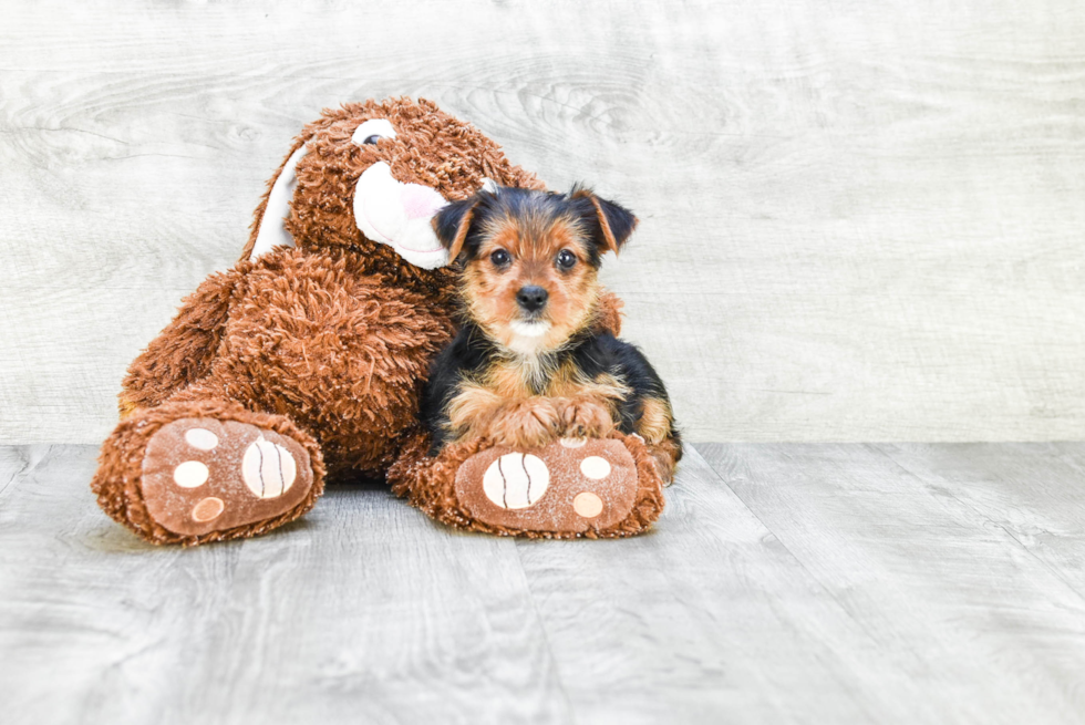 Meet Steph - our Yorkshire Terrier Puppy Photo 