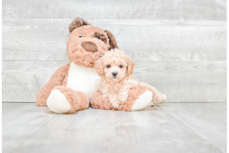 Maltipoo Puppy for Adoption