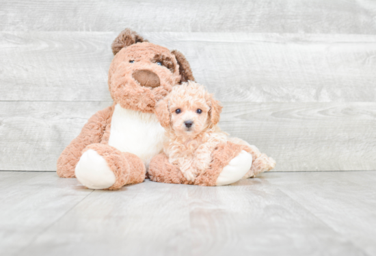 Maltipoo Puppy for Adoption