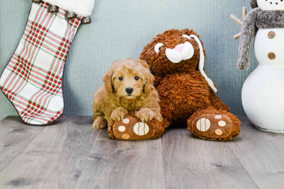 Adorable Cavoodle Poodle Mix Puppy