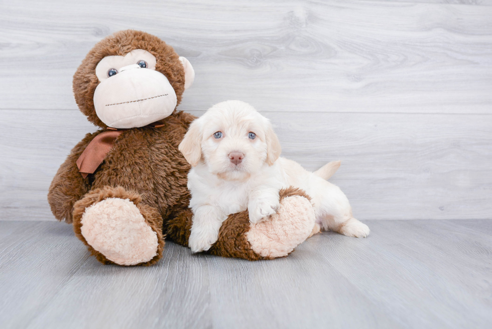 Best Mini Labradoodle Baby