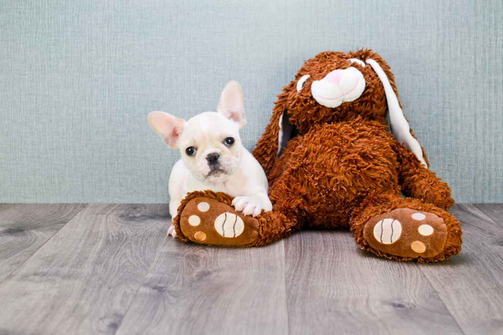 Best French Bulldog Baby