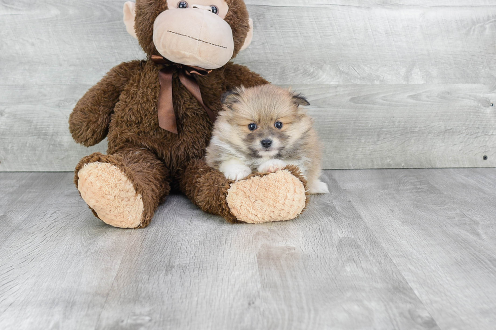 Happy Pomeranian Purebred Puppy