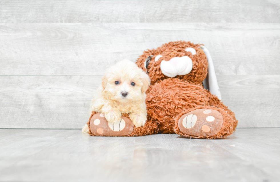 Adorable Maltepoo Poodle Mix Puppy