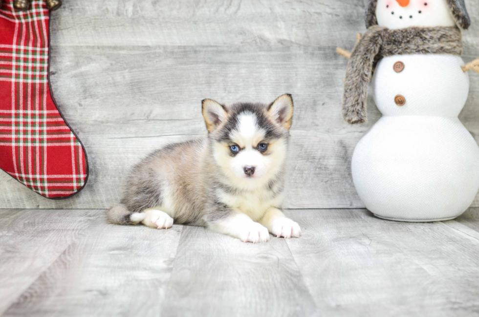 Smart Pomsky Designer Pup