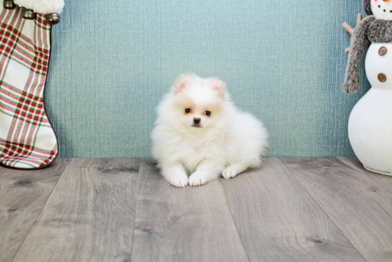 Akc Registered Pomeranian Baby