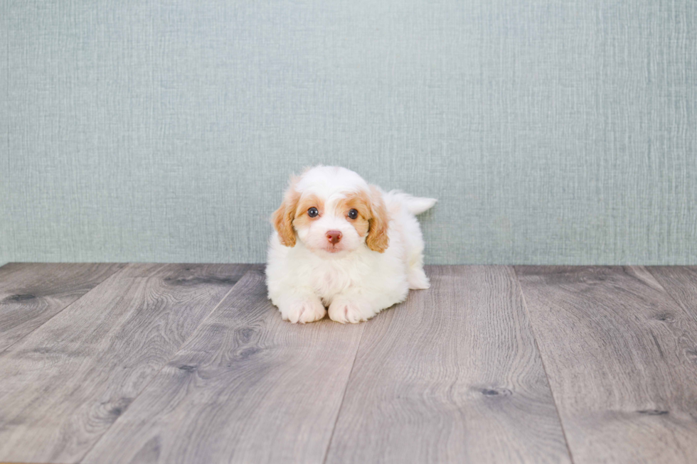 Best Cavapoo Baby