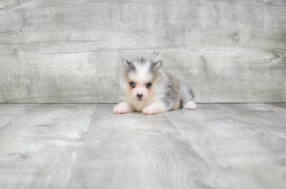 Hypoallergenic Mini Husky Designer Puppy