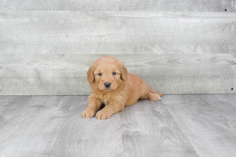 Little Golden Retriever Poodle Mix Puppy