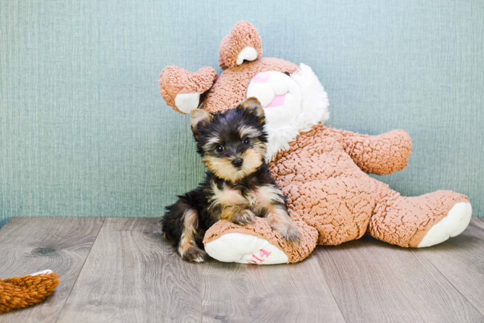 Meet Bam Bam  - our Yorkshire Terrier Puppy Photo 