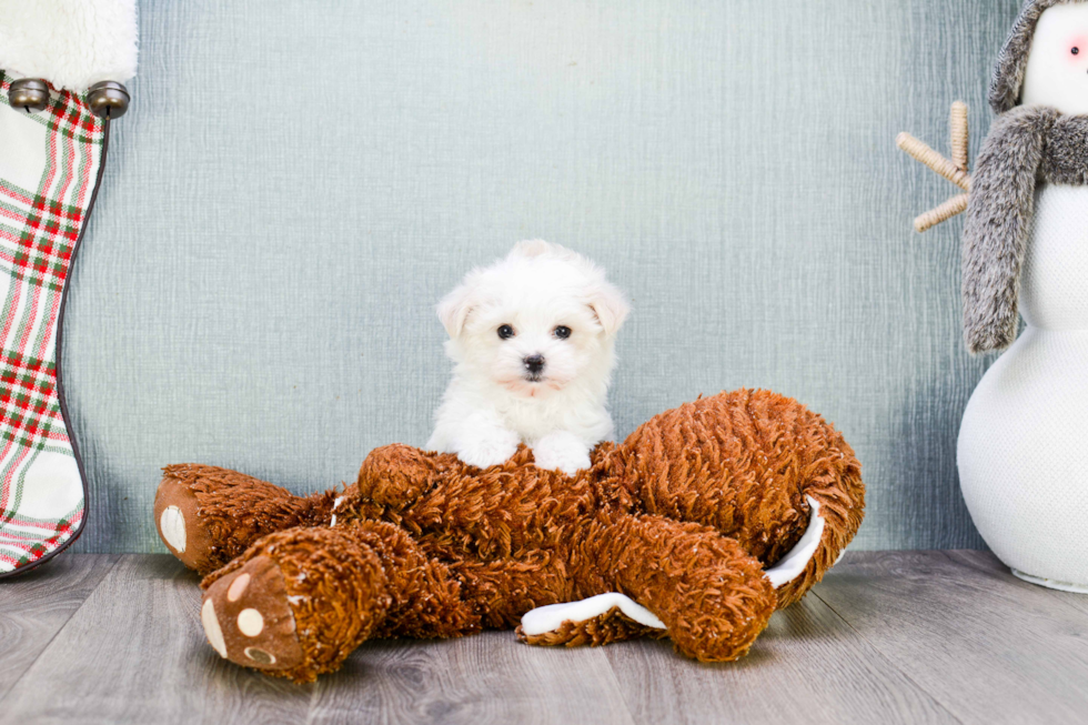 Maltipoo Puppy for Adoption