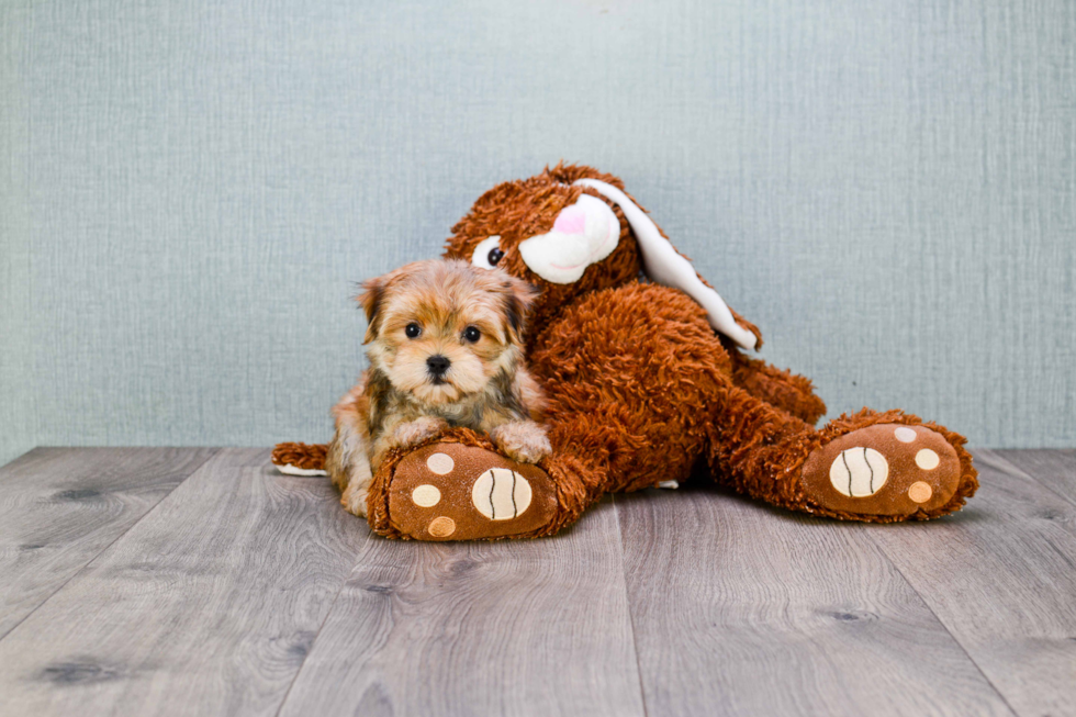 Playful Yorkie Designer Puppy