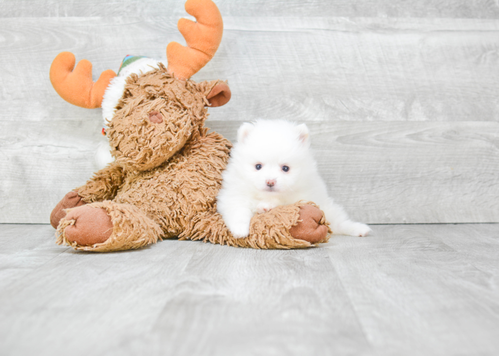 Pomeranian Pup Being Cute