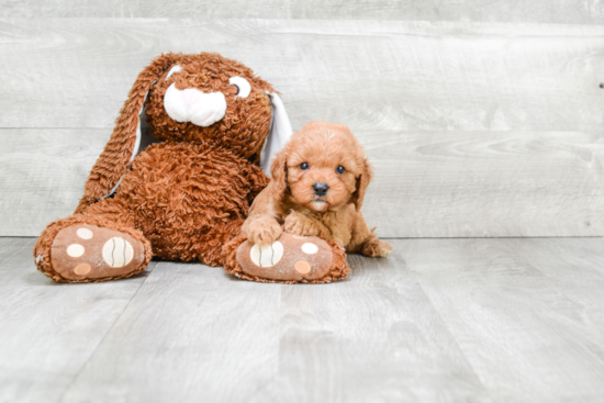 Smart Cavapoo Poodle Mix Pup