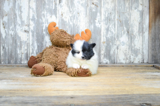 Playful Pomeranian Baby