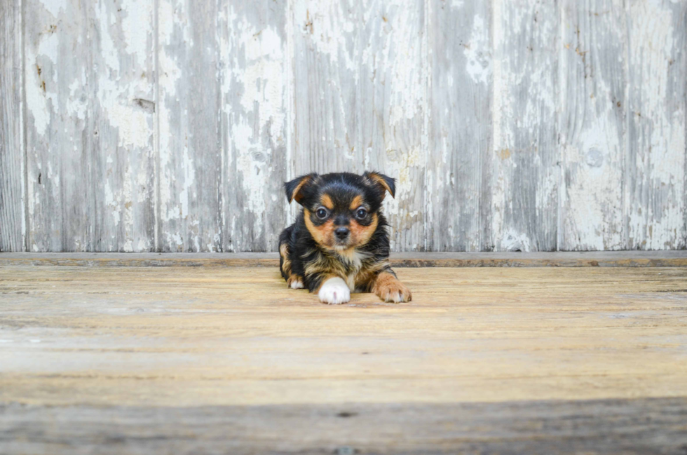 Cute Mixed Breed Baby