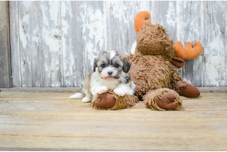 Adorable Shichon Designer Puppy