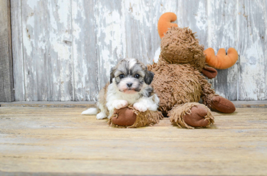 Adorable Shichon Designer Puppy