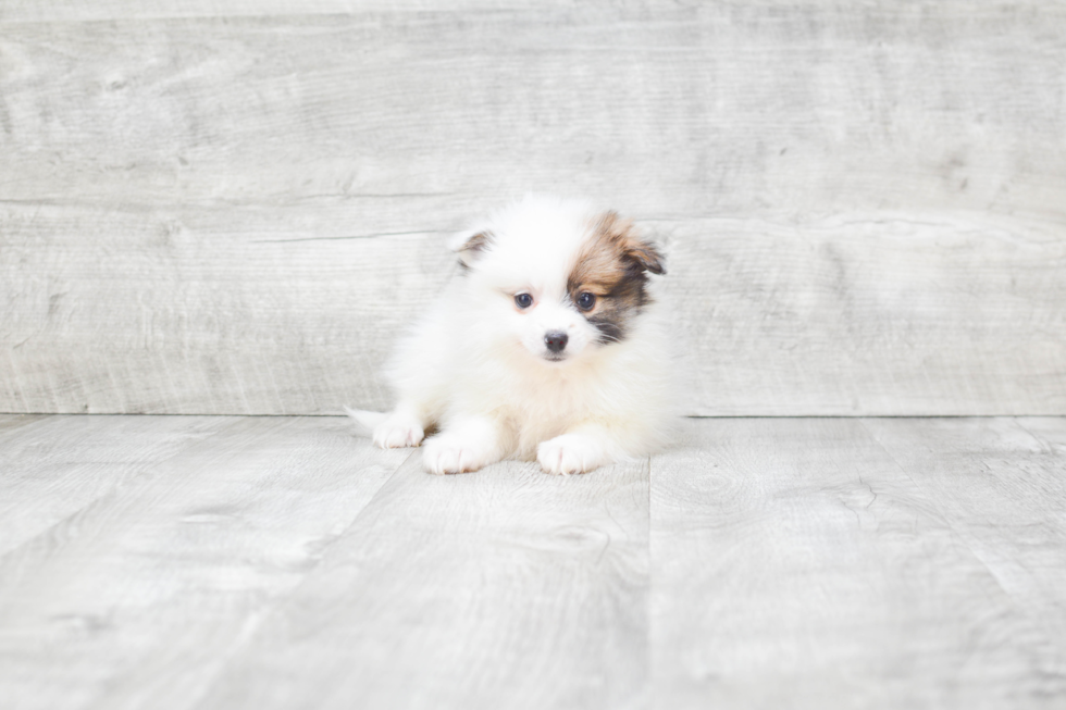 Pomeranian Pup Being Cute