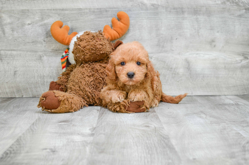 Adorable Cavoodle Poodle Mix Puppy