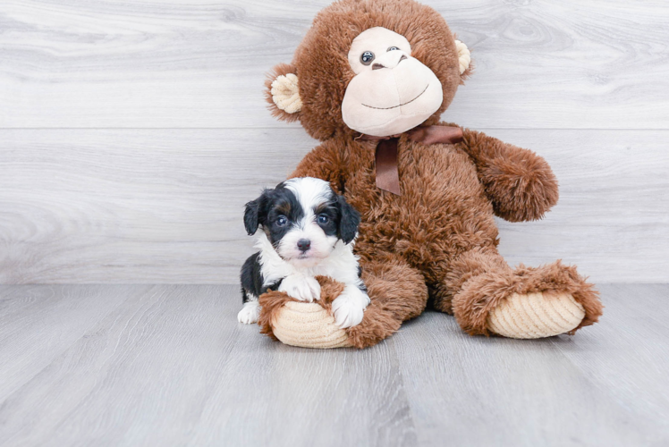 Hypoallergenic Aussiepoo Poodle Mix Puppy