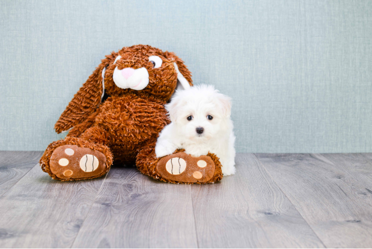 Petite Maltese Purebred Puppy