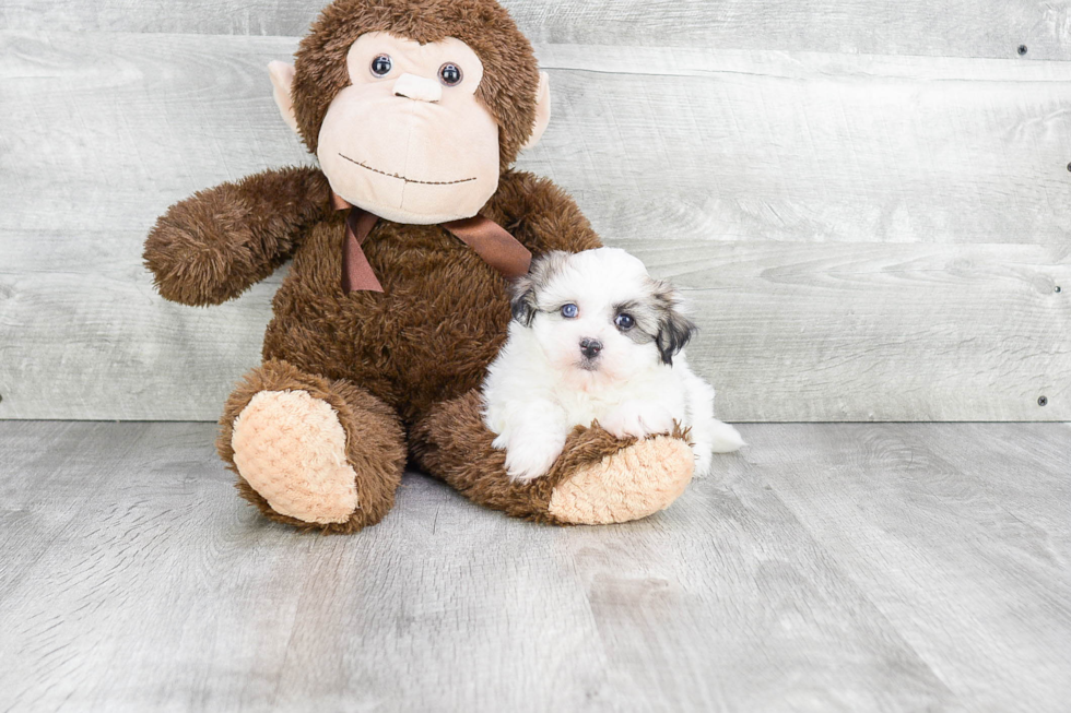 Friendly Havanese Purebred Pup