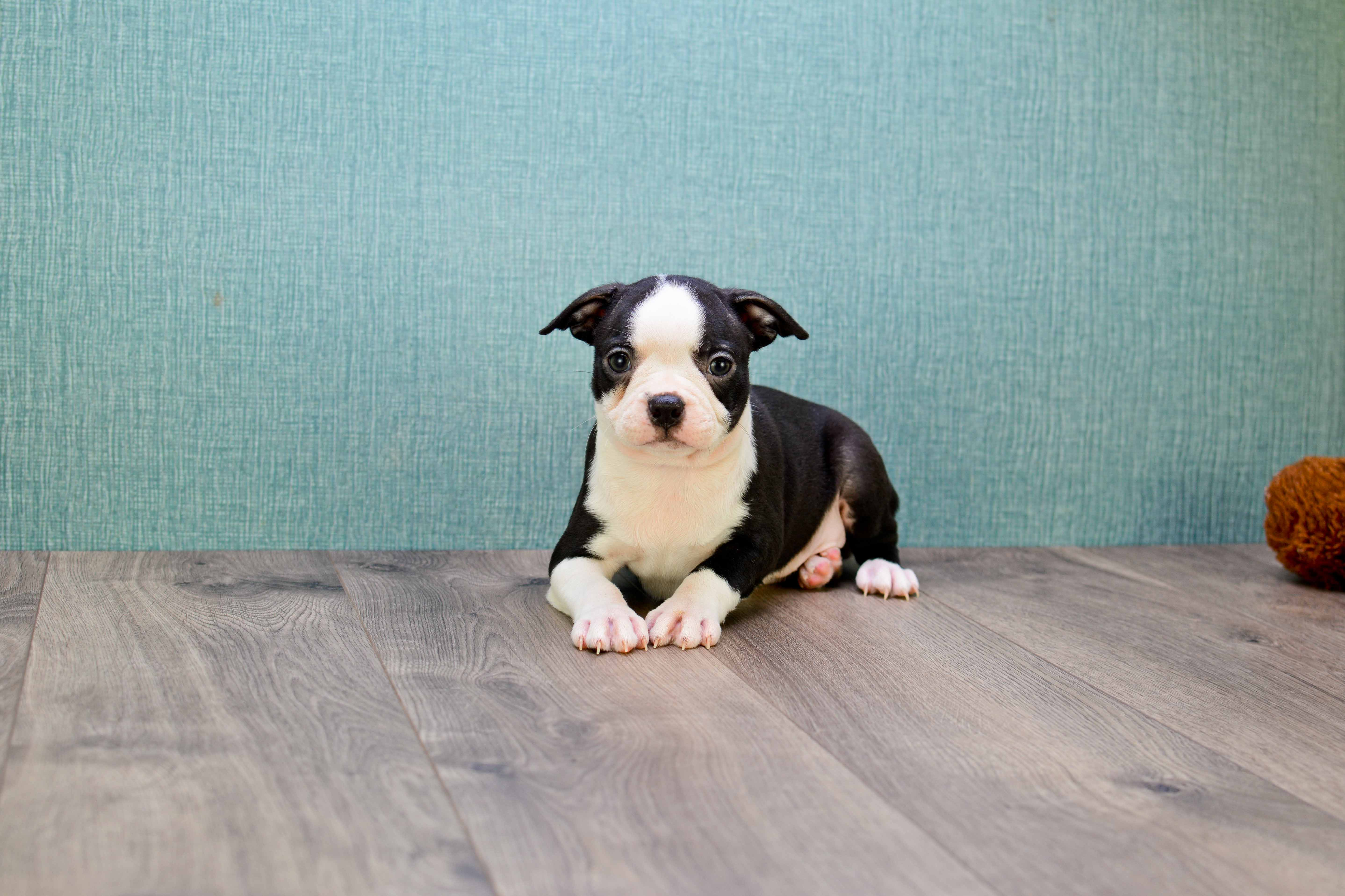 Best Boston Terrier Baby