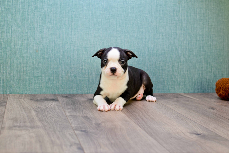 Best Boston Terrier Baby