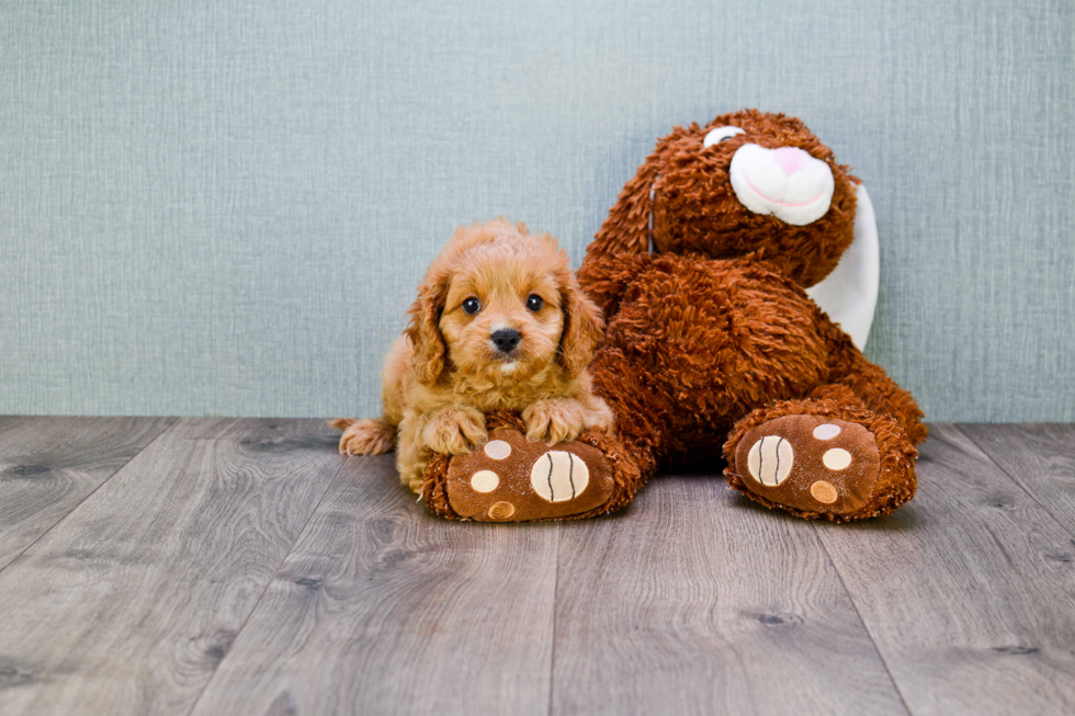 Playful Cavoodle Poodle Mix Puppy