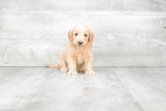 Happy Mini Goldendoodle Baby