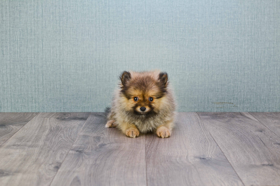 Pomeranian Pup Being Cute