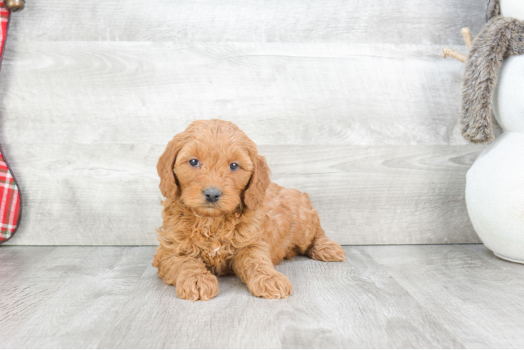 Best Mini Goldendoodle Baby