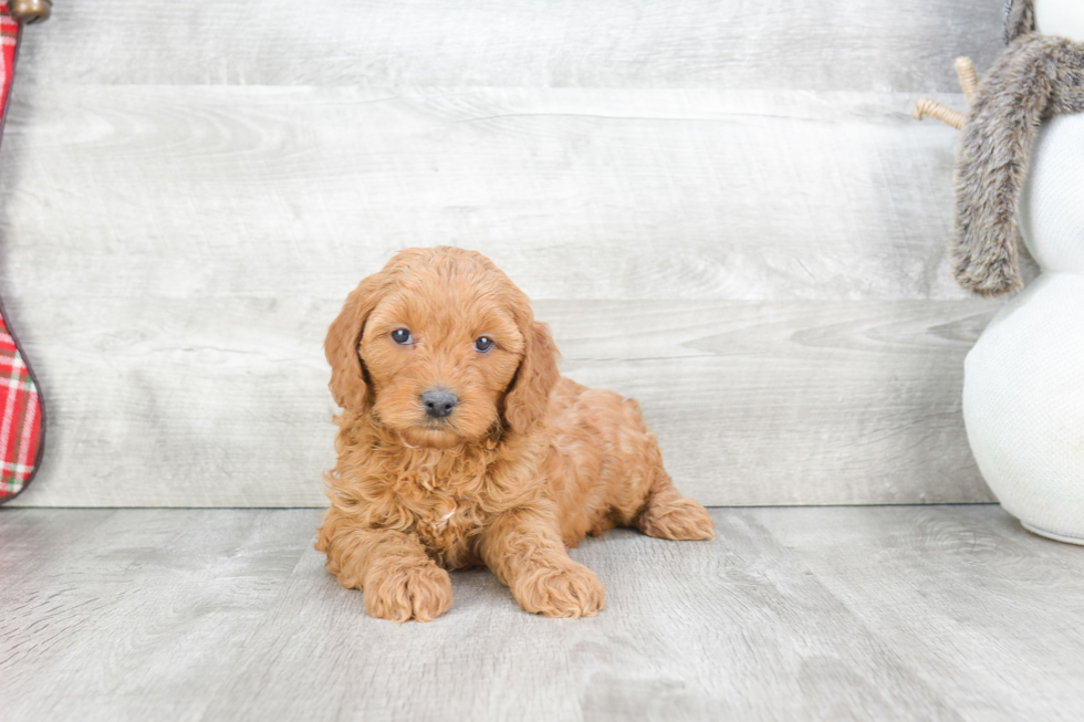 Best Mini Goldendoodle Baby