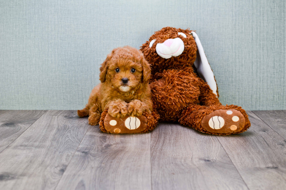 Best Cavapoo Baby