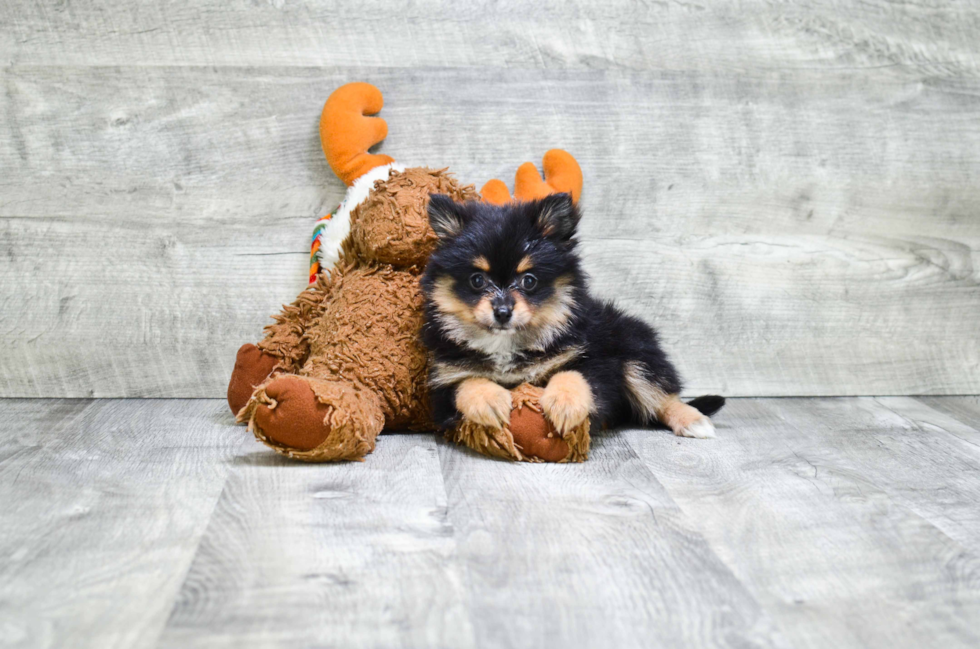 Pomeranian Pup Being Cute