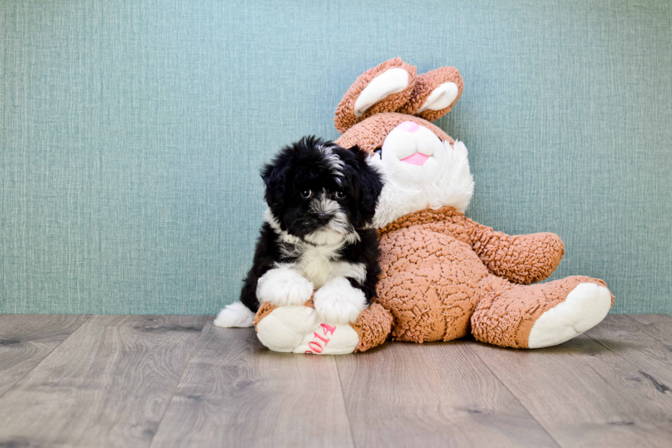 Havanese Pup Being Cute