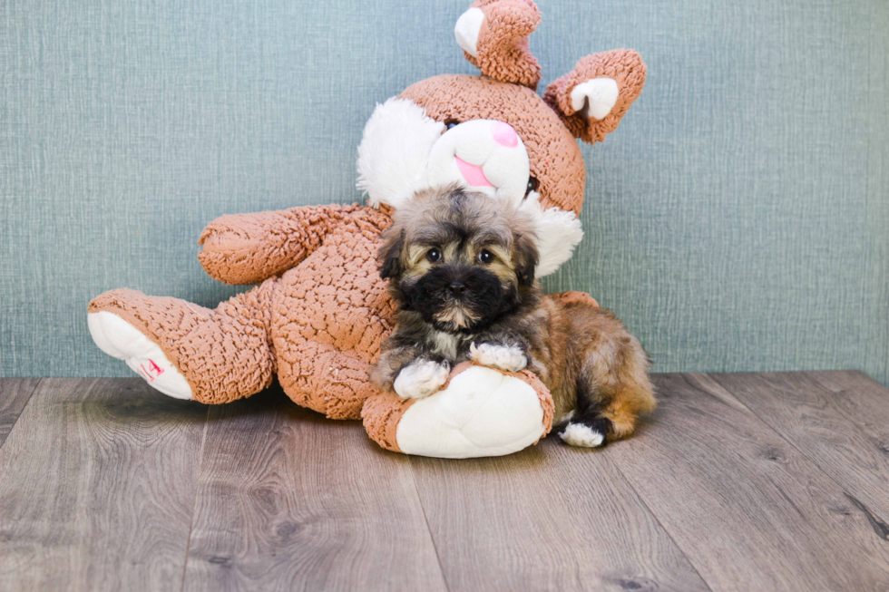 Havanese Puppy for Adoption