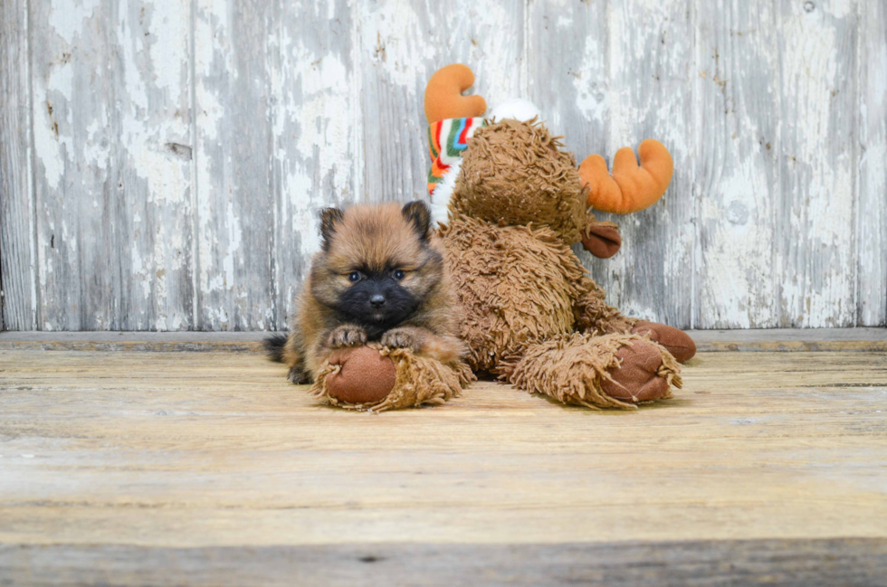 Hypoallergenic Pomeranian Purebred Pup