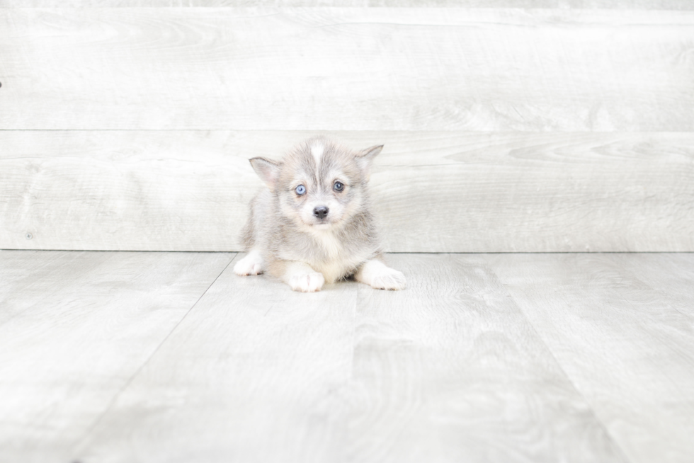 Popular Pomsky Designer Pup